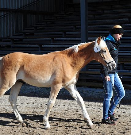 Una persona cammina accanto a un cavallo castano chiaro con una stella bianca sulla fronte, in un'arena all'aperto con tribune vuote sullo sfondo.