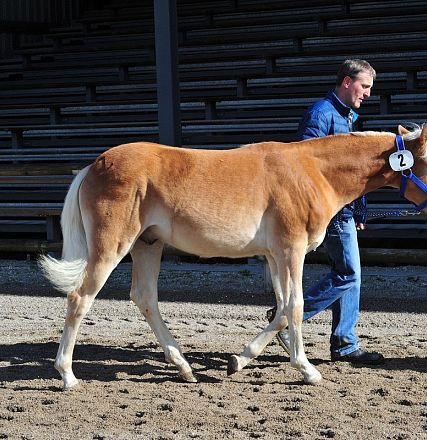 Un uomo guida un cavallo marrone chiaro con una marcatura numero 2. Sono su un terreno sabbioso con gradinate vuote sullo sfondo.