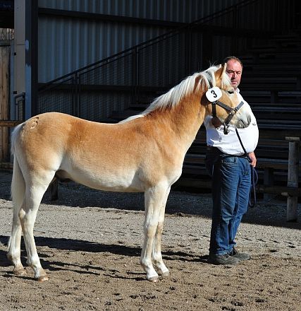 Uomo in piedi accanto a un cavallo Haflinger in un arena all'aperto, entrambi sono rivolti verso sinistra. Il cavallo ha un mantello marrone chiaro.