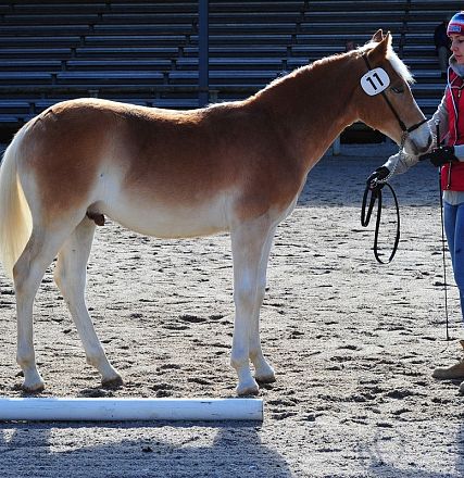 Un cavallo marrone chiaro con una criniera bionda è condotto da una persona in giacca rossa e jeans su un terreno sabbioso con gradinate sullo sfondo.