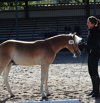 Cavallo marrone chiaro e bianco con numero 14 sul fianco, tenuto da una donna in abbigliamento equino in un'arena vuota con tribune sullo sfondo.