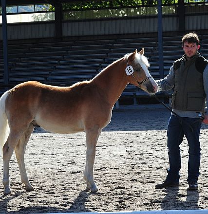 Un giovane cavallo con il mantello marrone chiaro e la criniera bianca è tenuto al guinzaglio da una persona. Sono in un'arena coperta e soleggiata.