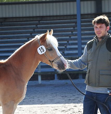 Un uomo con un gilet tiene un cavallo marrone chiaro con una targa numero quindici, vicino a gradinate vuote in un recinto esterno illuminato dal sole.