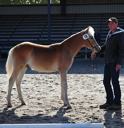 Giovane cavallo castano chiaro in un'arena, accompagnato da una persona. La luce del sole illumina la scena, evidenziando il mantello lucido del cavallo.