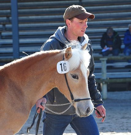Un uomo conduce un cavallo marrone chiaro con una criniera bianca. Il cavallo ha un numero 16 sulla testa. Sullo sfondo, ci sono tribune con persone sedute.