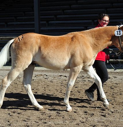 Una persona cammina accanto a un cavallo marrone chiaro su un terreno sabbioso. Il cavallo ha un numero su un fianco e la persona indossa una giacca rossa.