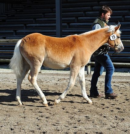 Un uomo conduce un cavallo biondo su un terreno sabbioso, con tribune vuoti sullo sfondo. Il cavallo ha un mantello chiaro e indossa una fascetta numerata.