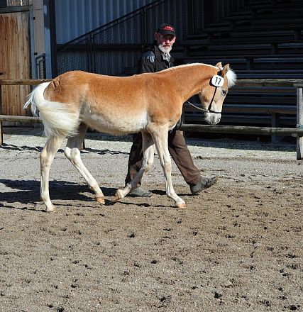 Un giovane cavallo di colore marrone chiaro e bianco viene guidato da un uomo in un recinto all'aperto, con strutture di legno e metallo sullo sfondo.