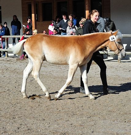 Una donna guida un giovane cavallo chiaro in una mostra all'aperto. Persone sedute e in piedi osservano l'evento dietro una recinzione di legno.
