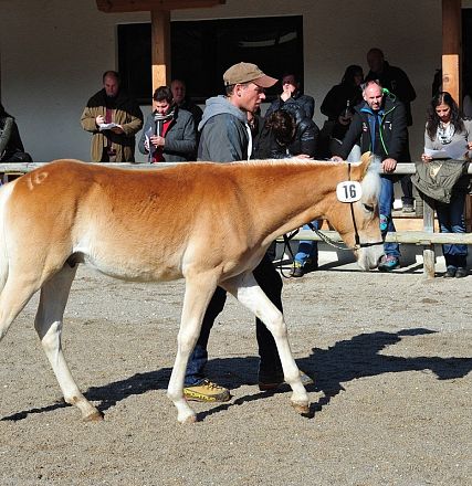 Giovane cavallo dal manto chiaro cammina guidato da un uomo, circondato da spettatori dietro una staccionata in legno, in una giornata soleggiata.