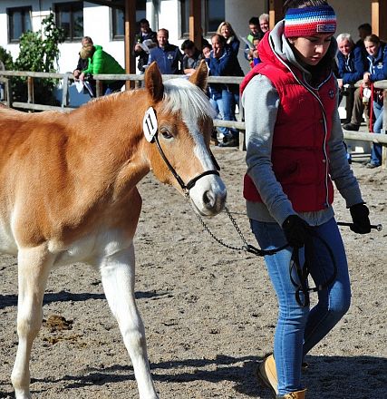 Giovane cavallo al trotto guidato da una persona in un recinto all'aperto, con pubblico seduto sullo sfondo, in una giornata soleggiata.