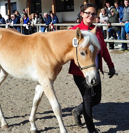 Una donna conduce un cavallo marrone chiaro in un recinto all'aperto. Il pubblico guarda attentamente dall'altro lato della staccionata.
