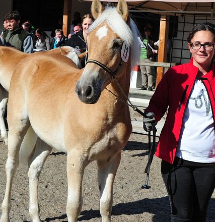 Donna con giacca rossa guida un cavallo chiaro mentre altre persone osservano sullo sfondo in un ambiente aperto.