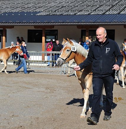 Uomo conduce un cavallo color crema in un recinto all'aperto. Altri cavalli e persone sono sullo sfondo, vicino a un edificio con tetto spiovente.