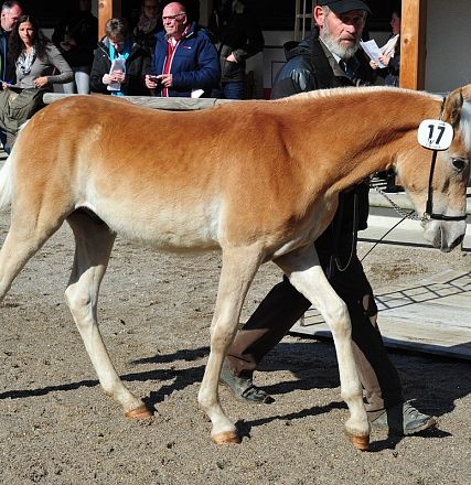Un cavallo giovane con numero 17 cammina condotto da una persona. Colore marrone chiaro con criniera bianca. Persone e una recinzione sullo sfondo.
