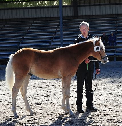 Un giovane cavallo marrone chiaro con criniera chiara in piedi su un campo sabbioso. Accanto, una persona tiene la cavezza, di fronte a delle tribune vuote.