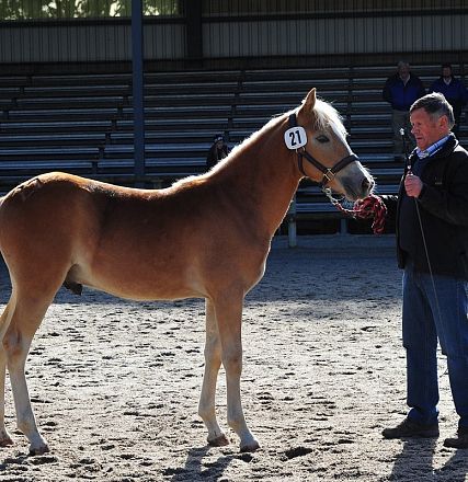 Un uomo con microfono accanto a un puledro marrone chiaro in un'arena all'aperto, con tribune vuote sullo sfondo.