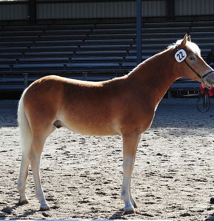 Un giovane cavallo dal manto dorato con una criniera chiara si trova su un'arena sabbiosa accanto a un uomo in giacca rossa con un numerino "22".