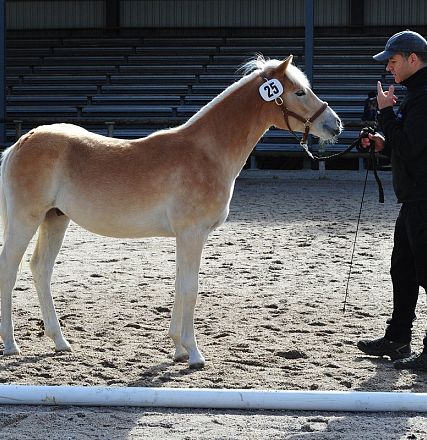Un cavallo giovane con un manto chiaro viene presentato in un'arena. Una persona accanto a lui tiene le redini mentre lo esamina con attenzione.