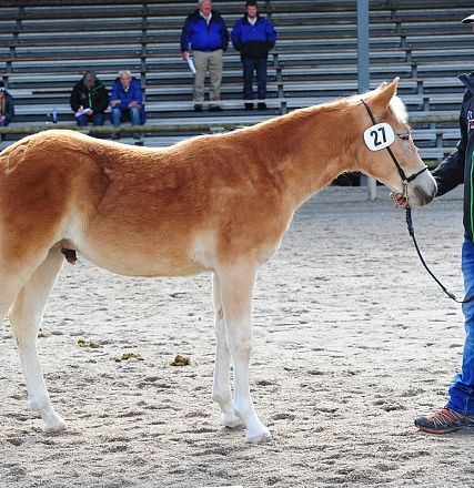 Un uomo in piedi accanto a un giovane cavallo di razza in un'arena sabbiosa. Sullo sfondo, tribune con alcune persone sedute.