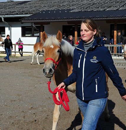 Una donna conduce un cavallo beige chiaro con una corda rossa in un cortile. Altri cavalli e persone si vedono sullo sfondo, vicino a un edificio.