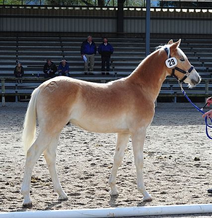 Un giovane cavallo color marrone chiaro viene mostrato da un uomo con un giubbotto rosso in un'arena di sabbia, circondato da tribune vuote.