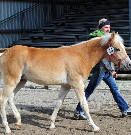 Cavallo marrone chiaro con criniera bianca guidato da una persona in giacca nera in un recinto di sabbia, con gradinate metalliche sullo sfondo.
