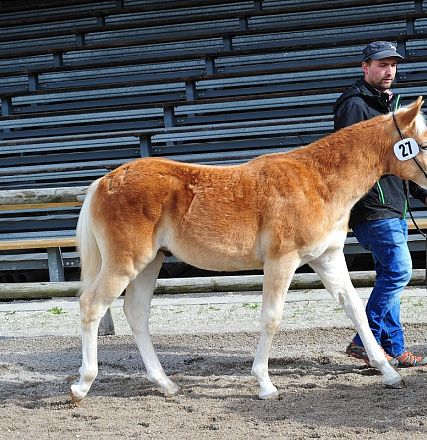 Un uomo guida un cavallo marrone chiaro con il numero 21 in un recinto. Sullo sfondo ci sono tribune vuote di metallo. Atmosfera di gara o esposizione.