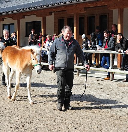 Uomo guida un cavallo condivinante mentre un pubblico osserva dall'area recintata di un centro equitazione, in una giornata di sole.