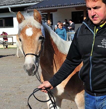 Uomo guida un cavallo marrone chiaro in una fattoria, altre persone e cavalli sullo sfondo, giornata soleggiata.