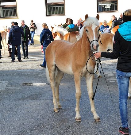 Una persona guida un cavallo beige in un luogo affollato. Altre persone e cavalli sono visibili sullo sfondo, vicino a un edificio bianco.