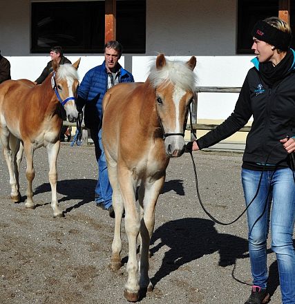 Due puledri allevati al guinzaglio da due persone, in un recinto esterno. Il sole splende e alcune persone osservano la scena sullo sfondo.