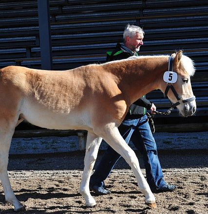 Un uomo guida un cavallo chiaro con una criniera bianca, su un terreno sabbioso, accanto a delle tribune vuote. Il cavallo indossa un numero 5.
