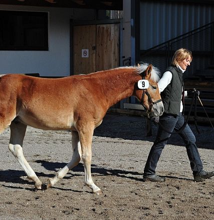 Una persona conduce un cavallo marrone chiaro con una criniera bianca su un terreno ghiaioso, vicino a edifici in legno, sotto un cielo soleggiato.