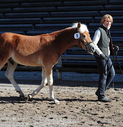 Persona guida un cavallo marrone chiaro in un'arena sabbiosa sotto il sole, mentre indossa un gilet e jeans. Lo sfondo è costituito da tribune vuote.