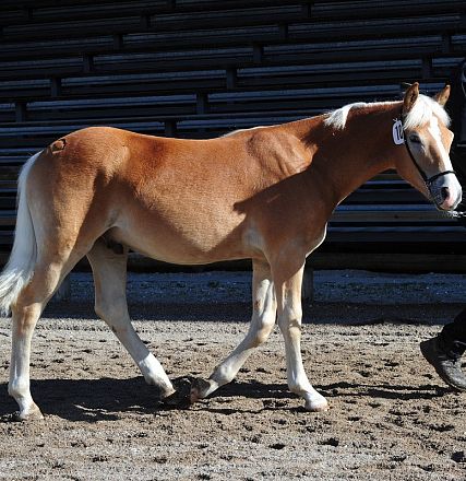 Un cavallo dal manto marrone chiaro e bianco cammina guidato da una persona in un recinto all'aperto, con un fondo di sabbia e tribune in legno.