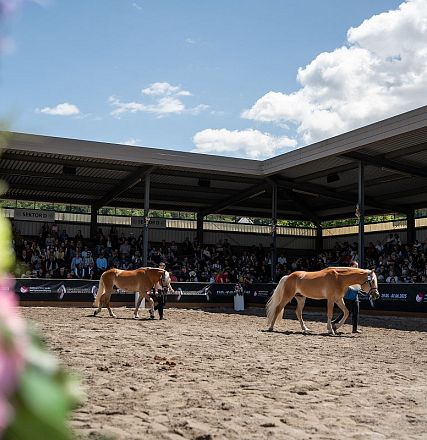 Zwei Pferde führen in einer überdachten Arena mit Zuschauern eine Vorführung auf. Im Vordergrund sind unscharfe Blumen, im Hintergrund blauer Himmel und Wolken.