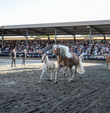 Eine Pferdeshow in einer Arena, in der mehrere Pferde laufen, darunter ein Fohlen. Zuschauer füllen die Tribünen im Hintergrund an einem sonnigen Tag.