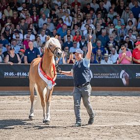 Ein blondes Pferd mit rotem Band wird auf einer Show vor einer großen Menschenmenge präsentiert. Die Zuschauer sitzen in einer überdachten Tribüne.