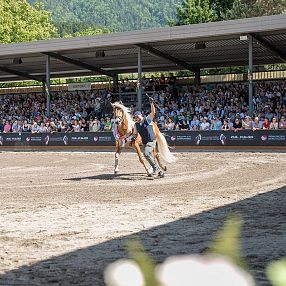 Ein Voltigierer zeigt eine akrobatische Pose auf einem galoppierenden Pferd in einer Arena, umgeben von einem Publikum auf überdachten Tribünen an einem sonnigen Tag.
