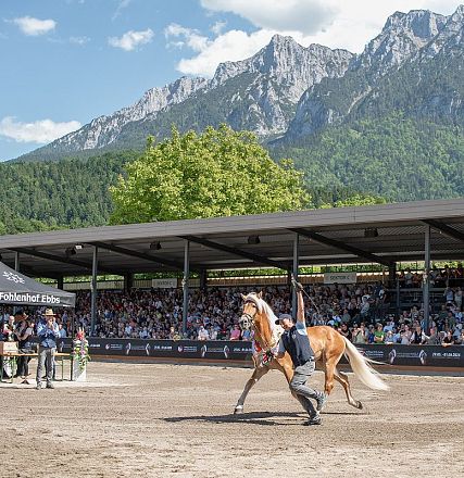 Pferd wird in einer Arena mit Bergen im Hintergrund vor Publikum präsentiert. Ein Trainer läuft neben dem Pferd, während Zuschauer auf Tribünen zusehen.