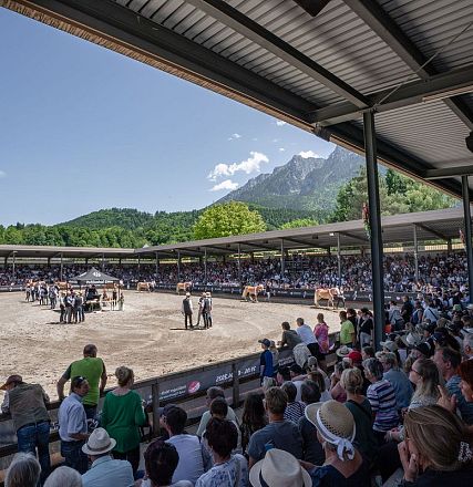 A large outdoor arena with spectators watching a cattle show. Mountains and trees form a scenic backdrop under a clear blue sky. Participants and cows are seen in the center.