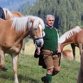 Un uomo in abbigliamento tradizionale bavarese guida un cavallo biondo in un paesaggio montano con foreste e altri cavalli sullo sfondo.