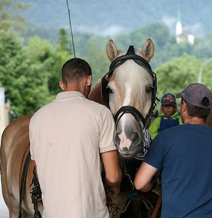 Due uomini si prendono cura di un cavallo chiaro con imbracature scure, mentre un bambino osserva. Dietro, una foresta lussureggiante e un cielo blu.