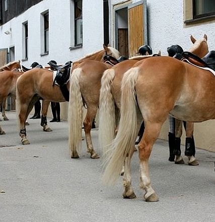 Un gruppo di cavalli biondi con selle nere sono allineati accanto a un edificio bianco; una persona è visibile accanto a uno di loro.