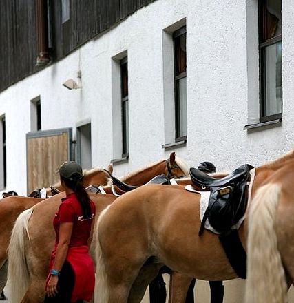Una fila di cavalli dal manto chiaro con selle nere, legati a un edificio bianco. Una persona in rosso cammina accanto a loro in un ambiente rurale.