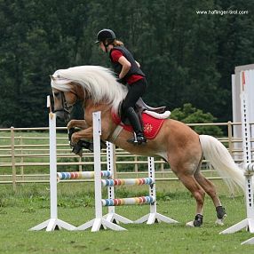 Cavaliere in abbigliamento da equitazione salta un ostacolo con un cavallo biondo in un campo verde, circondato da recinzioni e alberi sullo sfondo.