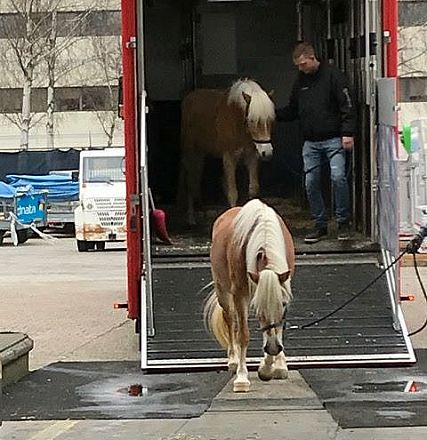 Zwei Pferde werden aus einem Transporter entladen. Eines führt ein Mann vorsichtig eine Rampe hinunter, während das andere im Inneren des Fahrzeugs bleibt.
