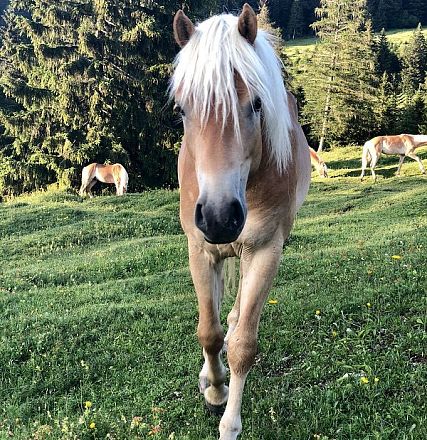 Nahaufnahme eines braunen Pferdes mit hellem Mähnenfell auf einer grünen Weide, im Hintergrund mehrere Pferde und Bäume unter einem klaren Himmel.