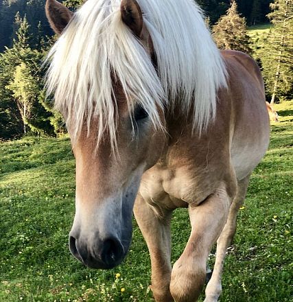 Nahaufnahme eines Haflinger-Pferdes mit blondem Schopf, stehend auf einer grünen Wiese. Im Hintergrund sind Bäume unter einem klaren Himmel zu sehen.